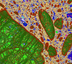 False-color scanning electron microscope image of kimberlite from South Africa. Olivine crystals (green) are in a fine-grained matrix made up of clay minerals and carbonates (presented in blue, purple and buff colors).
