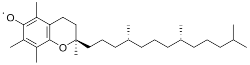 The radical derived from α-tocopherol