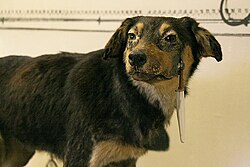 One of the dogs used in Russian psychologist Ivan Pavlov's experiment with a surgically implanted cannula to measure saliva, preserved in the Pavlov Museum in Ryazan, Russia