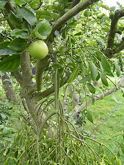 European mistletoe growing on an apple tree (Malus domestica); despite the mistletoe's presence, the apple tree is still able to bear fruit.