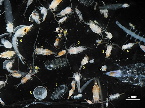 Zooplankton sample including several species of copepods (1–5), gastropod larva (6) doliolids (7), fish eggs (8), and decapod larva (9) (Photo by Iole Di Capua)