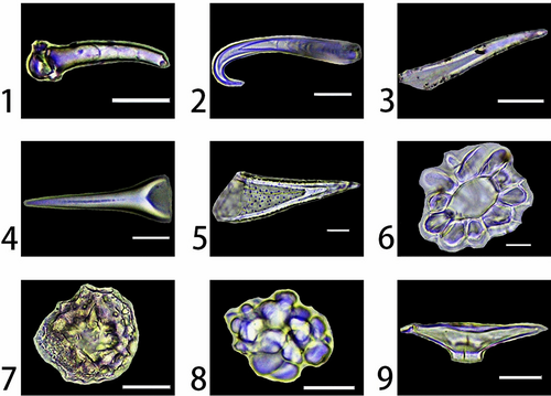 Types of phytoliths found on broad-leaved trees in China [1]Scale bars are 20 μm