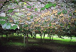 Kiwifruit growing on supported vine