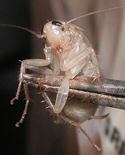 A cockroach soon after ecdysis