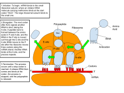 A diagram of how mRNA is used to create polypeptide chains