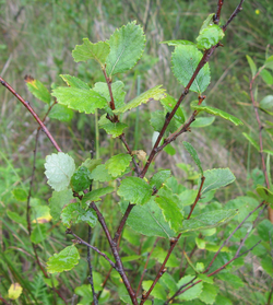 A group of small green-leaved, brown-stemmed trees in a grassy environment.