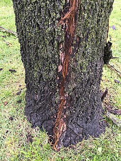 A strike mark on the trunk of a black walnut tree in Oklahoma