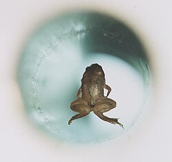 A live frog levitates inside a 32 mm diameter vertical bore of a Bitter solenoid in a very strong magnetic field—about 16 teslas