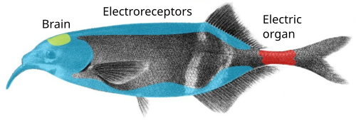 The elephantnose fish is a weakly electric fish which generates an electric field with its electric organ and then uses its electroreceptive organs to locate objects by the distortions they cause in its electric field.[80]