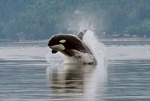 Killer whales (orcas) are highly visible marine apex predators that hunt many large species. However, most marine activity takes place among microscopic organisms that cannot be seen individually with the naked eye, such as marine bacteria and phytoplankton.[155]