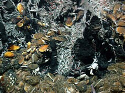 Living community at hydrothermal seeps on the Mid-Ocean Ridge at a water depth of 3,030 m (9,940 ft)
