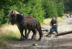 Horse logging in Poland