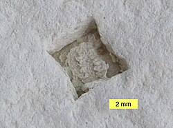 Halite crystal mold in dolomite, Paadla Formation (Silurian), Saaremaa, Estonia