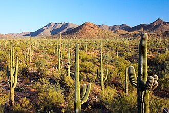 Sonoran Desert at Saguaro National Park