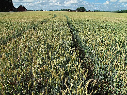 Intensive farming of wheat in Lund, Sweden