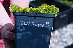 Manually created metadata, in this case for a Sphagnum papillosum pot that is part of a common garden experiment at Universität Greifswald