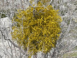 Mistletoe in winter