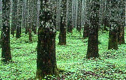 A plantation of Douglas-fir in Washington, U.S.