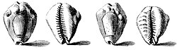 1742 drawing of shells of the money cowry, Monetaria moneta.