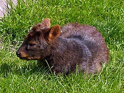 Small pudú