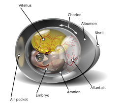 Diagram of a fertilized chicken egg in its ninth day