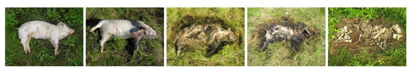 Pig carcass in the different stages of decomposition: fresh, bloat, active decay, advanced decay and dry remains