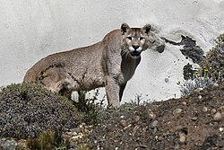 South American cougar at Torres del Paine National Park, in the Chilean part of Patagonia