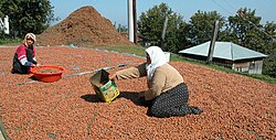 Hand-harvest and sun-drying of hazelnuts in Turkey