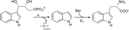 Reaction catalyzed by tryptophan synthase