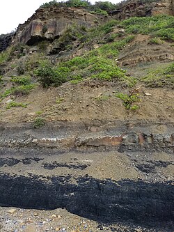 Permian–Triassic boundary at Frazer Beach in New South Wales, with the End Permian extinction event located just above the coal layer[2]