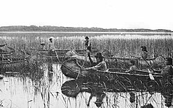 Manoomin picking, 1905, Minnesota