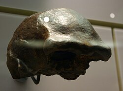 Cast of Skull XI at the Hall of Human Origins, Washington, D.C.