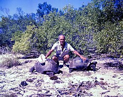 Aldabra giant tortoise from the islands of the Aldabra Atoll in the Seychelles