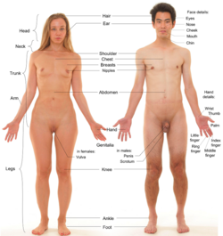 Photograph of an adult female human, with an adult male for comparison. (Both models have partially shaved body hair to show anatomy, i.e., clean-shaven pubic regions.)