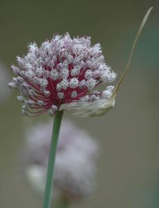 Flower head