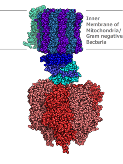 Structure of an ATP synthase (EC 7.1.2.2)