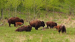 Herd of plains bison of various ages resting in Elk Island Park, Alberta