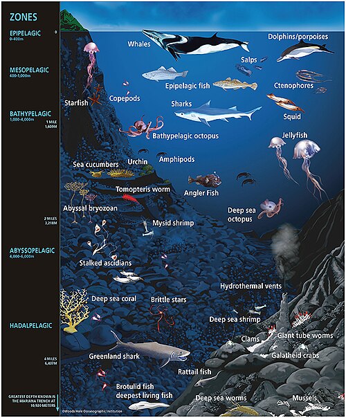 Some representative ocean animals (not drawn to scale) within their approximate depth-defined ecological habitats. Marine microorganisms also exist on the surfaces and within the tissues and organs of the diverse life inhabiting the ocean, across all ocean habitats. The animals rooted to or living on the ocean floor are not pelagic but are benthic animals.[153]