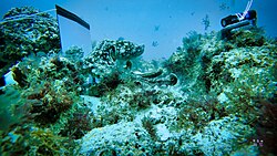 Mirror test subjected on a common octopus