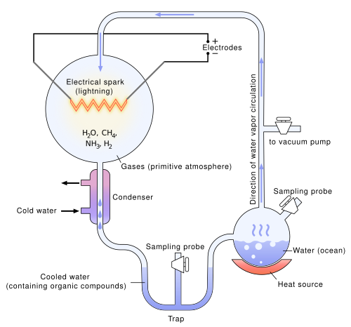 The Miller–Urey experiment was a synthesis of small organic molecules in a mixture of simple gases in a thermal gradient created by heating (right) and cooling (left) the mixture at the same time, with electrical discharges.