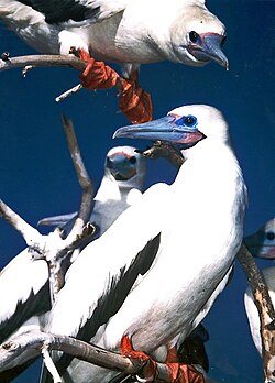Red-footed boobies