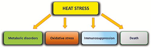 Impacts of heat stress on livestock animals[80]