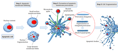 Different steps in apoptotic cell disassembly[68]