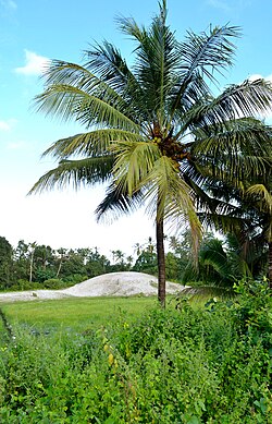 Silica sand at Panavally