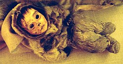 The mummy of a six-month-old boy found in Qilakitsoq