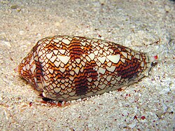 Conus textile exhibits a cellular automaton pattern on its shell.[60]