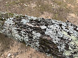 Lichen on a fallen branch