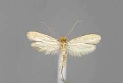 Tineola bisselliella, common clothing moth