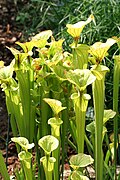 Yellow pitcher plant is dependent upon recurring fire in coastal plain savannas and flatwoods.