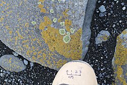 Rocks covered in various types of lichen